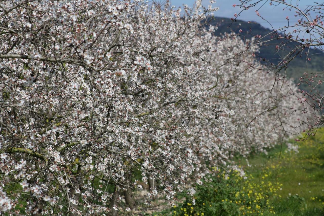 138 Finca Els Olivers Et1083 By Mallorca Charme الكوذيا المظهر الخارجي الصورة